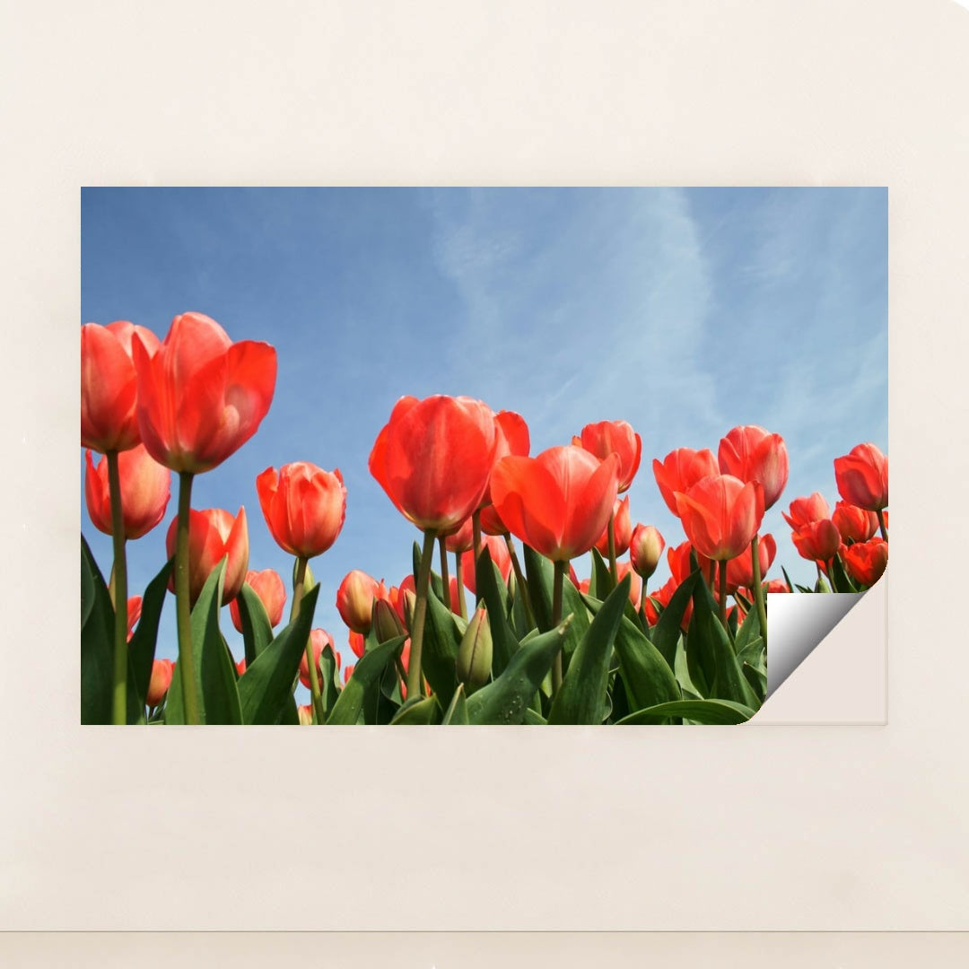 Tulips Reaching the Sky by Esther Gorlee - Peeliez