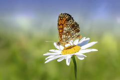 Erik Karits - Macro shot of a patterned butterfly perched on a daisy, showcasing nature's beauty.