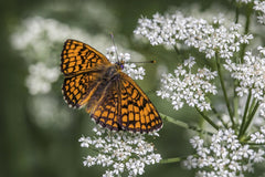 Erik Karits - Stunning butterfly rests on delicate white flowers, showcasing vivid colors and intricate patterns.