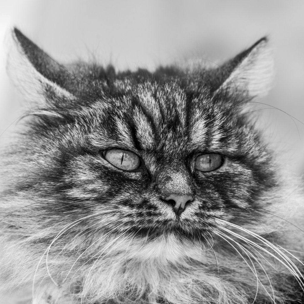 Skyler Ewing - Black and white photo of a fluffy tabby cat gazing attentively.
