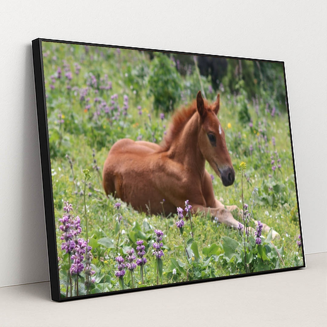 Meadow Foal by Natalia Slastnikova - Black Frame Stretchiez