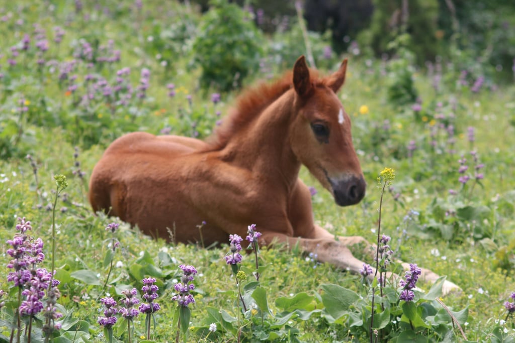 Meadow Foal by Natalia Slastnikova