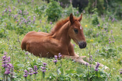 Meadow Foal by Natalia Slastnikova