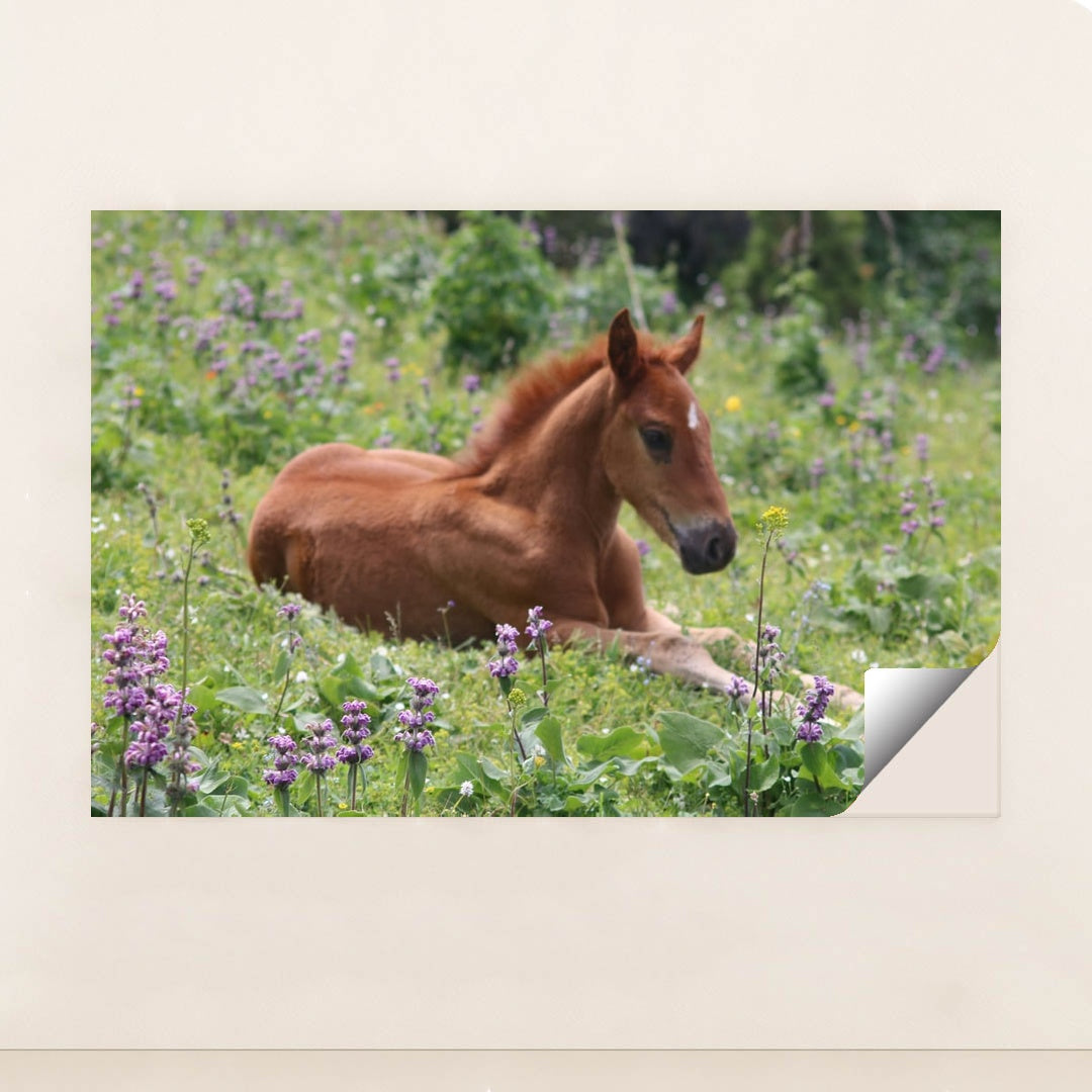 Meadow Foal by Natalia Slastnikova - Peeliez