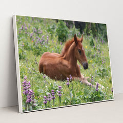 Meadow Foal by Natalia Slastnikova - White Frame Stretchiez