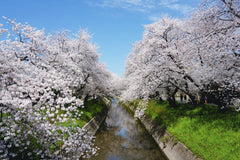 Dũng Eric - Cherry blossoms in full bloom lining a stream under a clear blue sky.