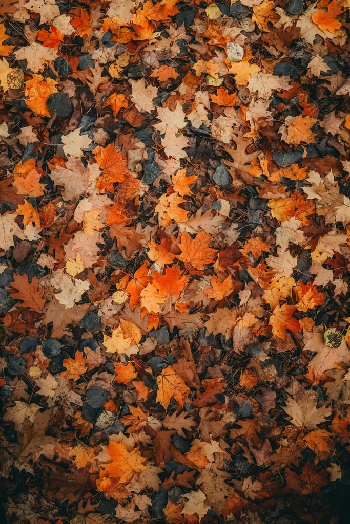 Colorful Fallen Maple and Oak Leaves on Forest Floor by Hans