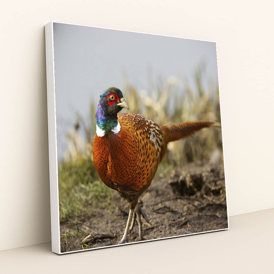 7090328862755 - Product Image