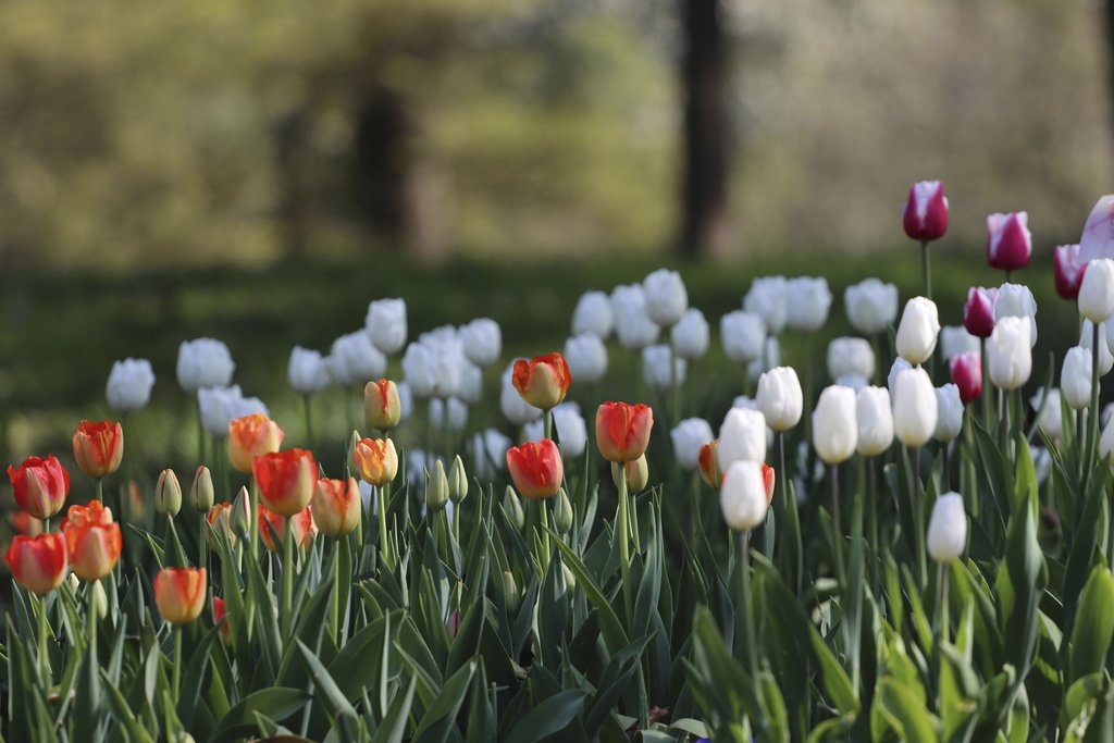 Paul Bai - Vibrant tulip garden with red, white, and pink blooms in full spring bloom.