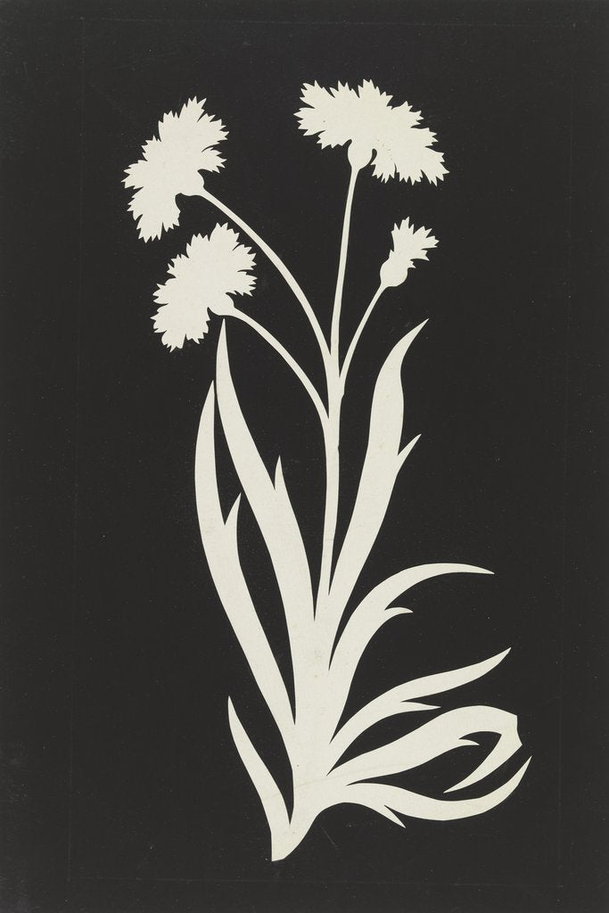 Cornflower by Philipp Otto Runge