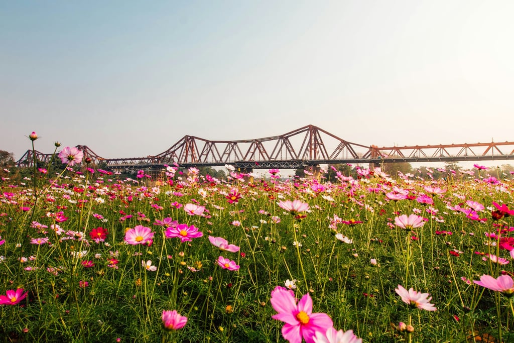 Cosmos Field Beneath the Iron Bridge by Ryan Le
