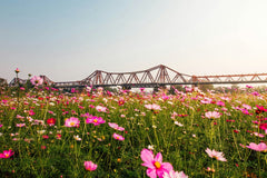 Cosmos Field Beneath the Iron Bridge by Ryan Le
