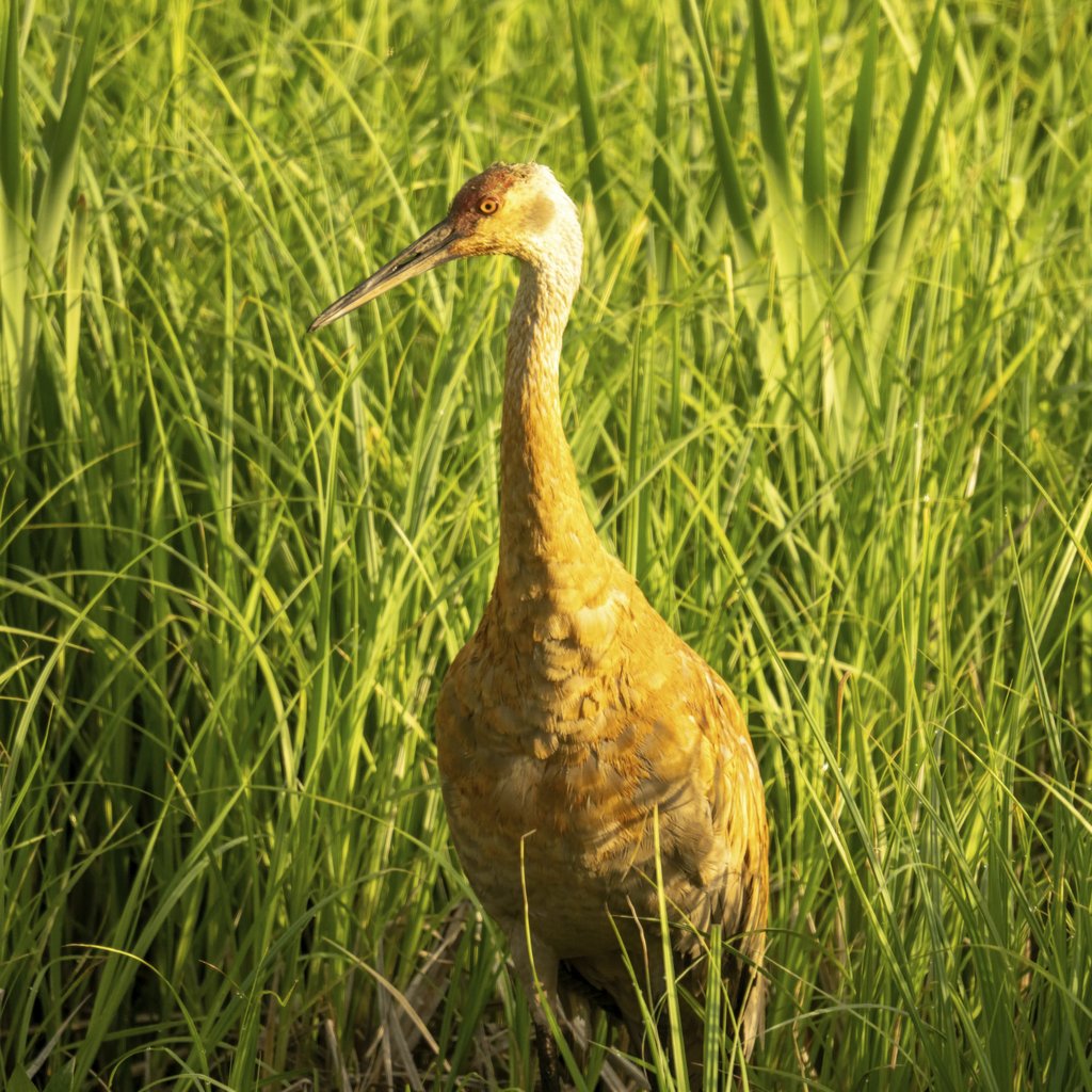 Tom Fisk - Majestic Sandhill Crane standing amidst vibrant green foliage in Tell, WI.