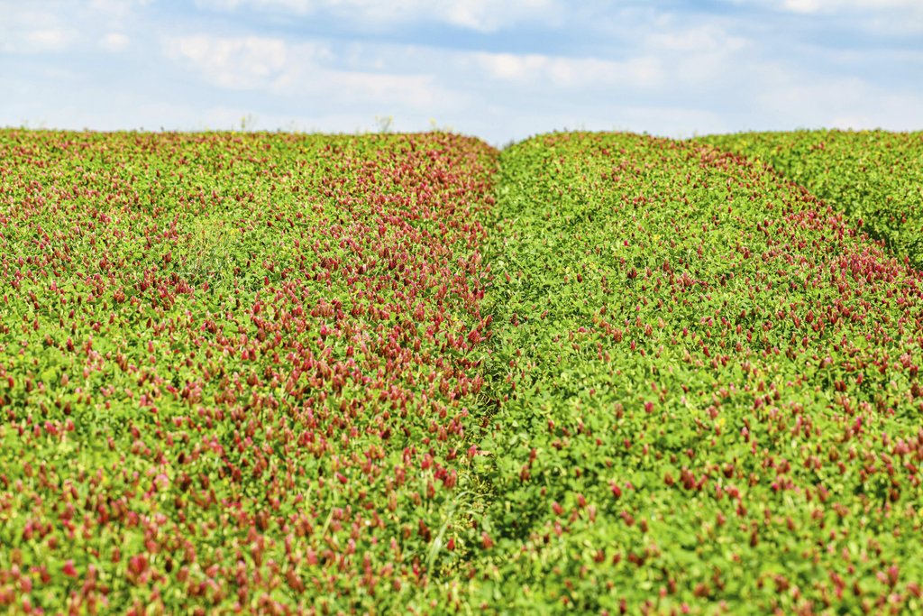 Petr Ganaj - Lush and colorful clover field blossoming under a bright summer sky, showcasing natural beauty.