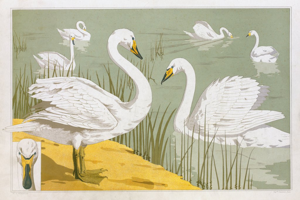 Cygne sauvage (1897) by Maurice Pillard Verneuil