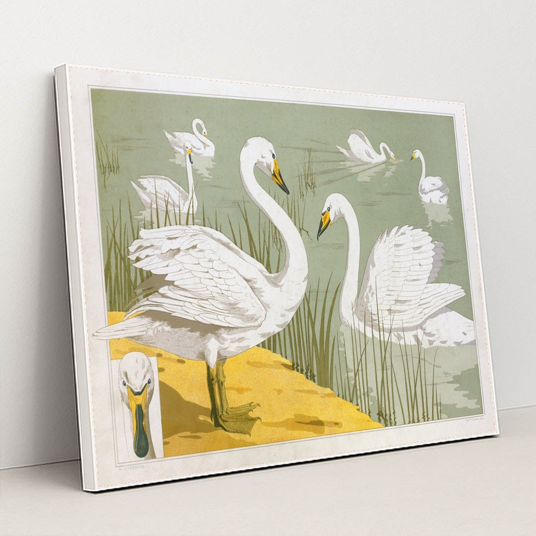 Cygne sauvage (1897) by Maurice Pillard Verneuil - White Frame Stretchiez