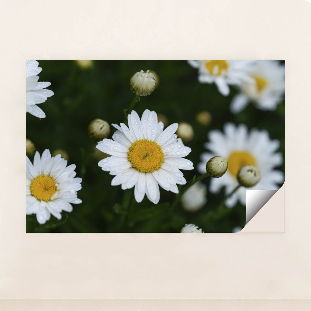 7090297765923 - Product Image