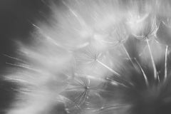 정규송 Nui MALAMA - Artistic black and white macro of dandelion seeds in focus.