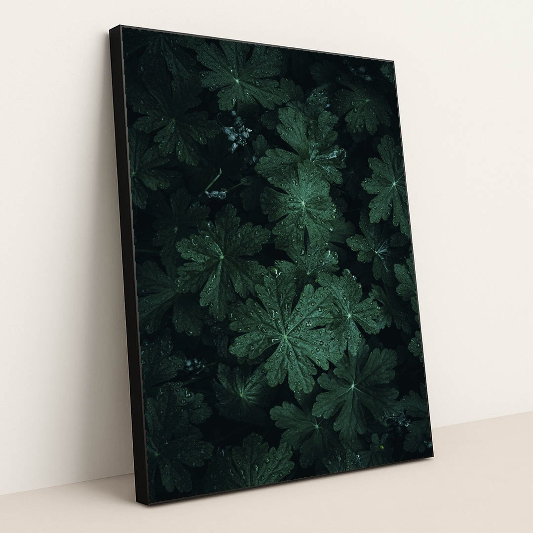 Dark Green Geranium Leaves Covered in Fresh Water Droplets by Wyxina Tresse - Black Frame Stretchiez