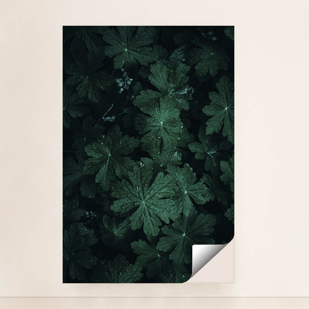 Dark Green Geranium Leaves Covered in Fresh Water Droplets by Wyxina Tresse - Peeliez