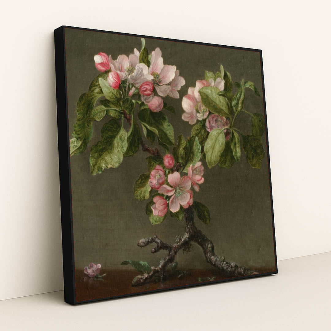Apple Blossoms 1873 by Martin Johnson Heade - Black Frame Stretchiez