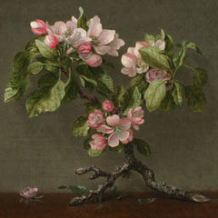 Apple Blossoms 1873 by Martin Johnson Heade