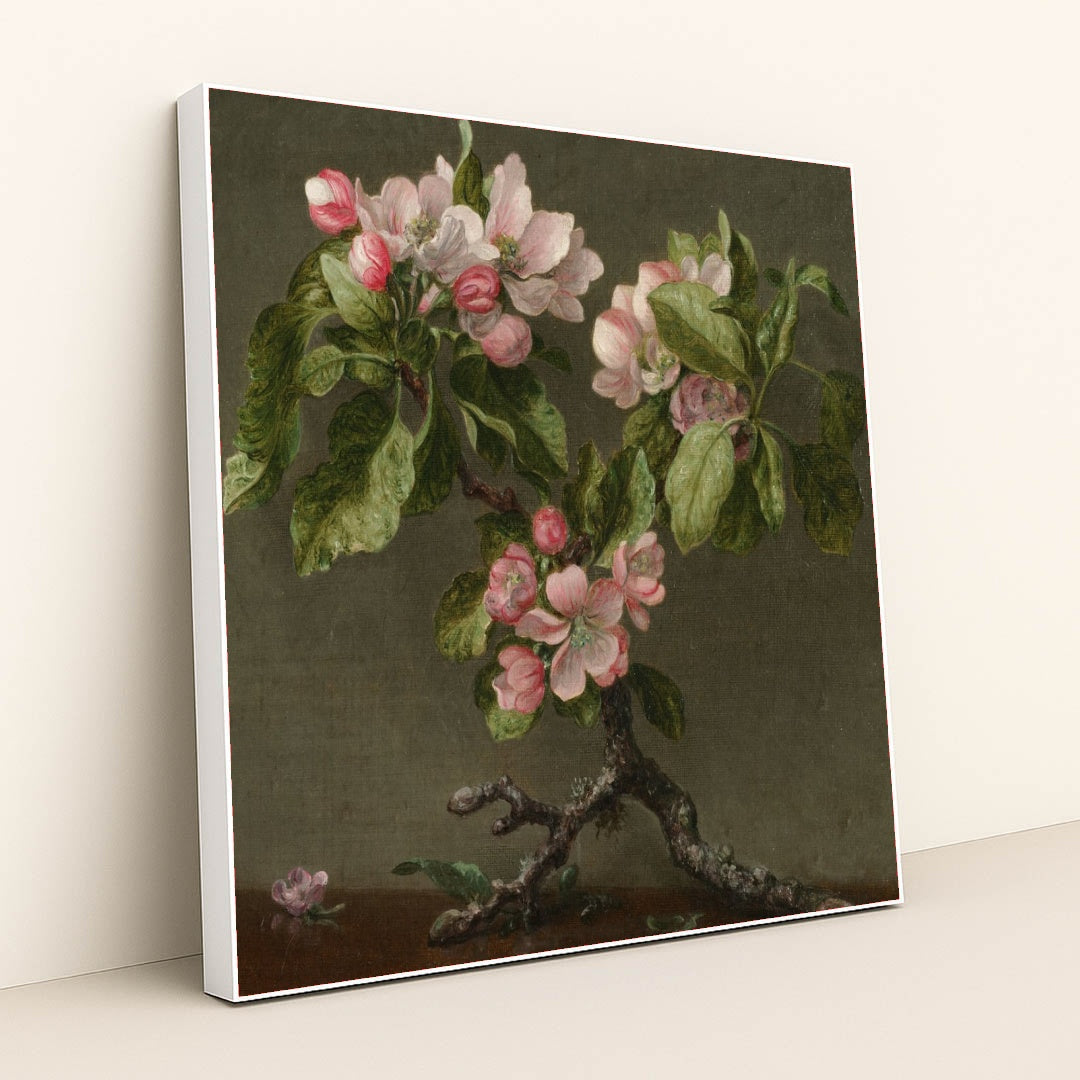 Apple Blossoms 1873 by Martin Johnson Heade - White Frame Stretchiez