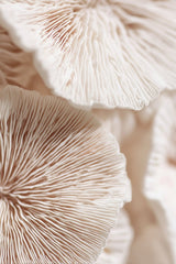 Delicate Details by Celeste