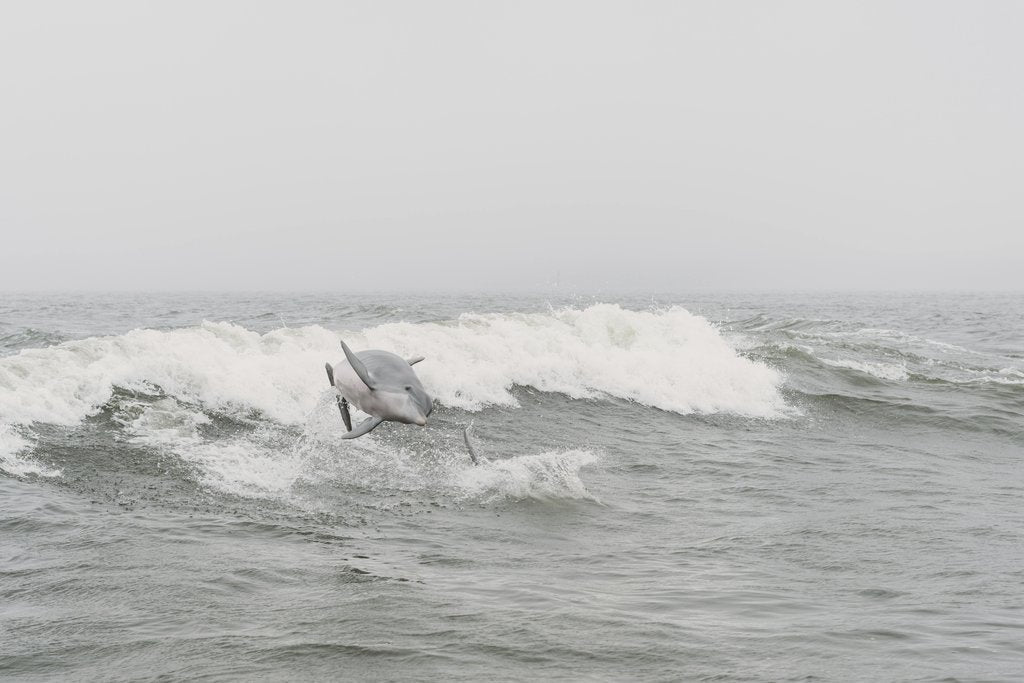 Steven Van Elk - Dolphin jumping over waves in Orange Beach, AL, showcasing vibrant marine life.