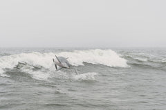 Steven Van Elk - Dolphin jumping over waves in Orange Beach, AL, showcasing vibrant marine life.