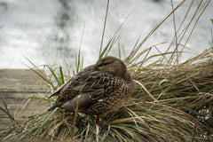Gundula Vogel - A mallard duck relaxes on the grass by a peaceful pond, embodying calm nature.