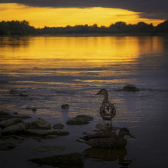 Maciej Cisowski - A peaceful scene of ducks wading in a lake during a stunning sunset.