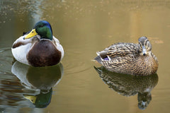 Gundula Vogel - A male and female mallard duck float serenely reflecting on a calm pond.