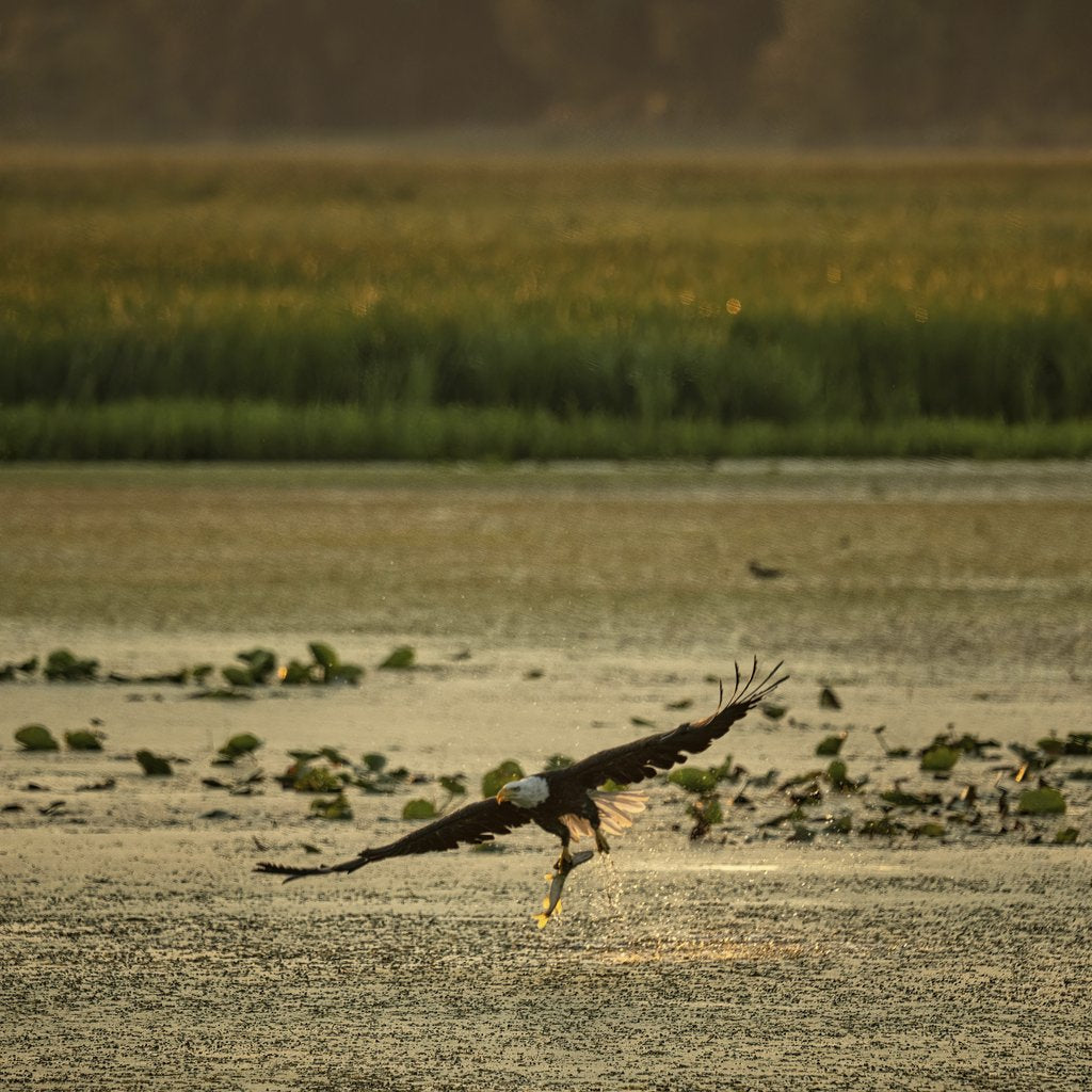 Tom Fisk - A bald eagle gracefully flies over a river in Alma, Wisconsin, capturing the essence of nature.