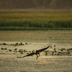 Tom Fisk - A bald eagle gracefully flies over a river in Alma, Wisconsin, capturing the essence of nature.