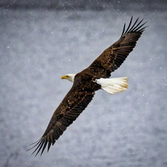 Tom Fisk - A bald eagle gracefully flies through the snowy sky, showcasing nature's beauty and power.