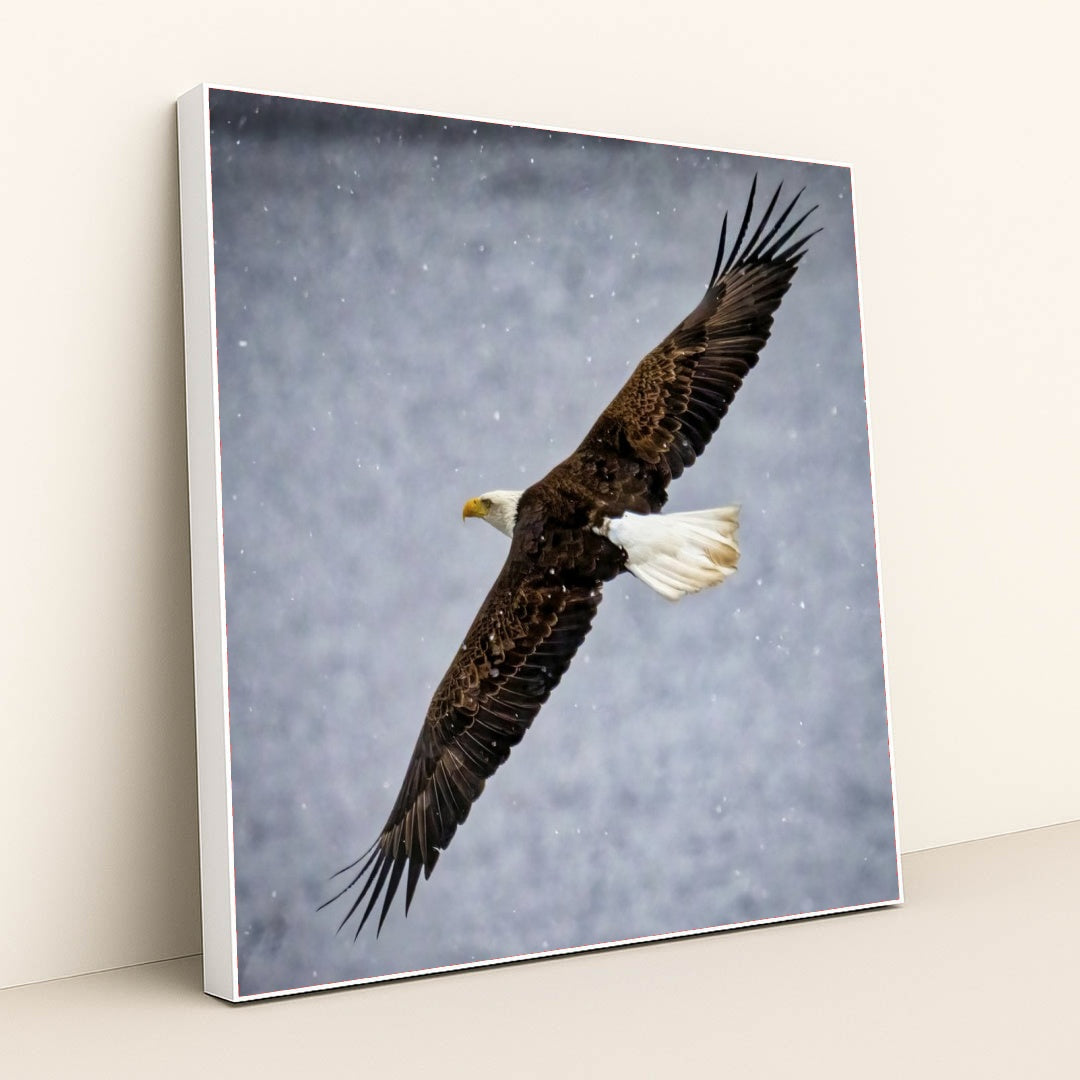 7090327355427 - Product Image