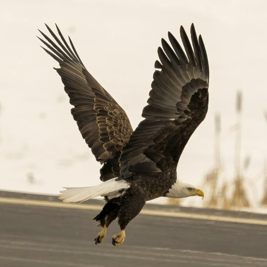 Tom Fisk - A bald eagle with spread wings takes flight over a snowy landscape, epitomizing freedom and grace.