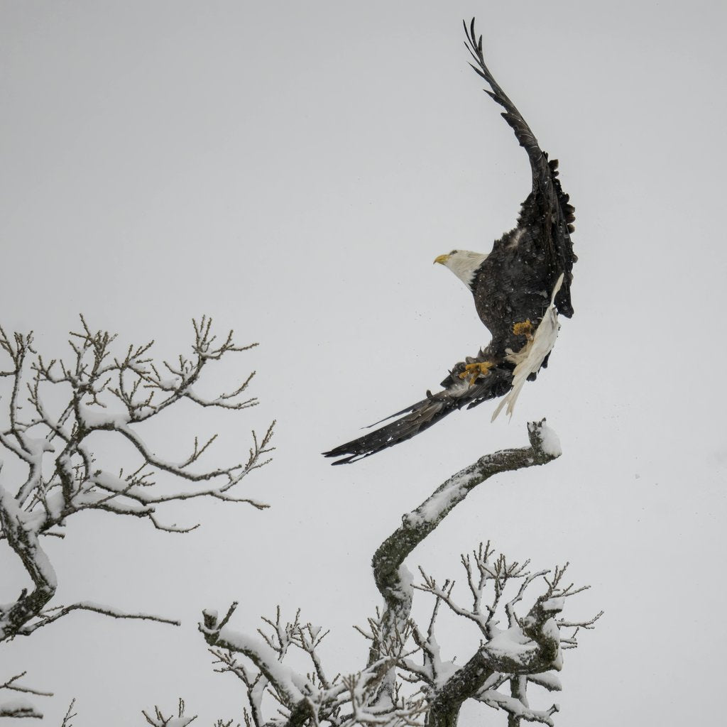 Tom Fisk - A stunning bald eagle gracefully lands on a snow-covered tree branch in Minnesota's winter landscape.