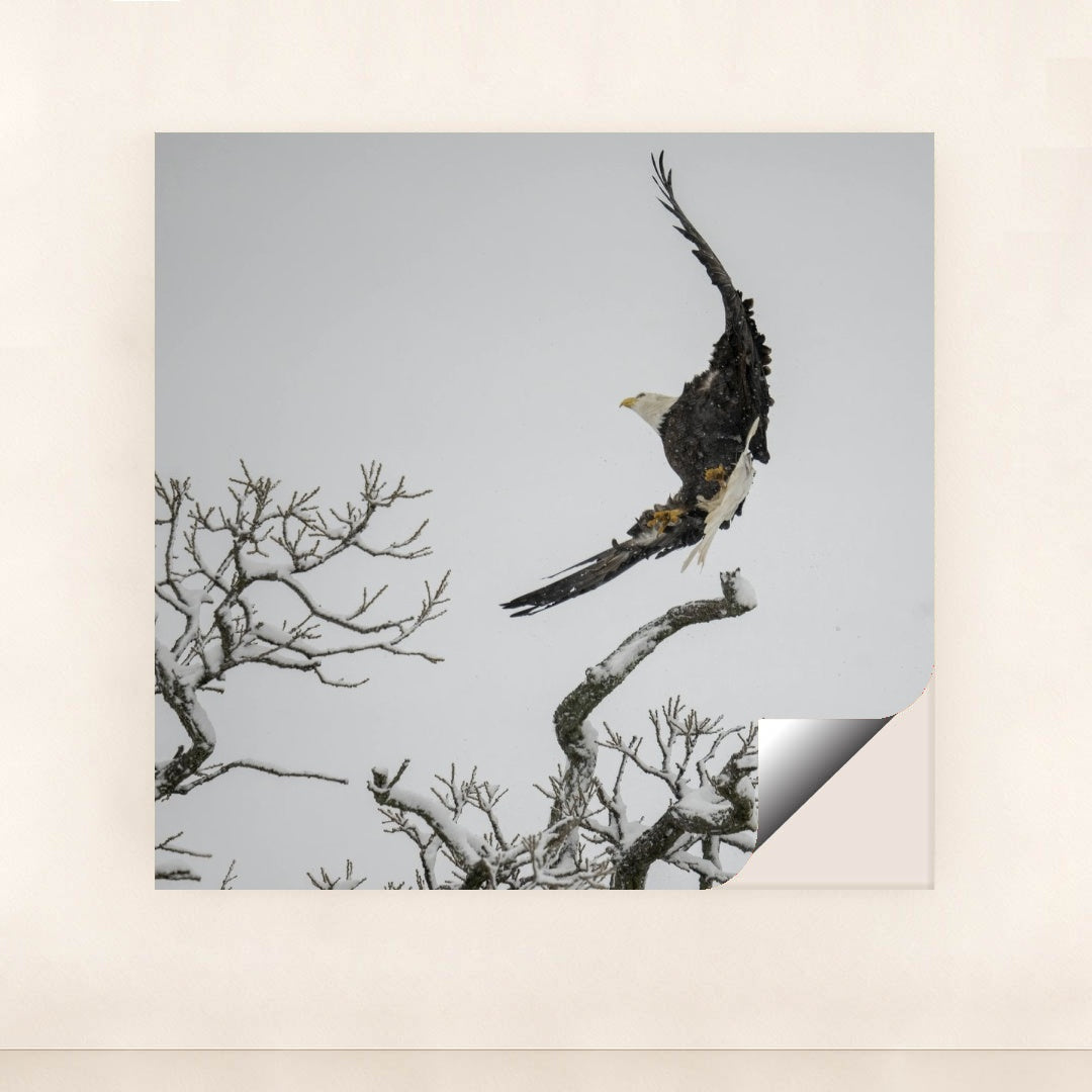 7090332500003 - Product Image