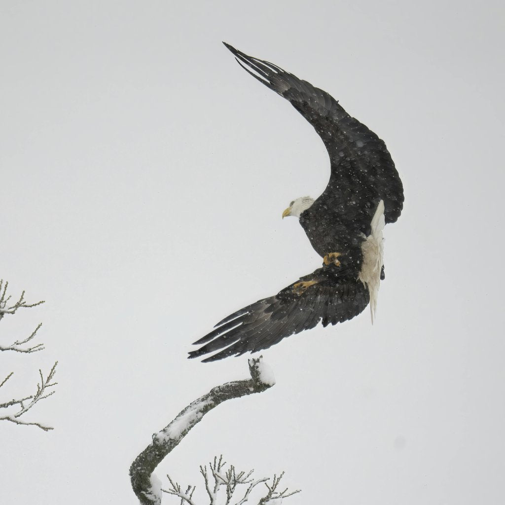 Tom Fisk - A bald eagle gracefully landing on a snowy tree branch in Minnesota, USA.