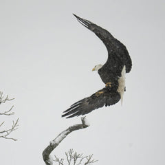 Tom Fisk - A bald eagle gracefully landing on a snowy tree branch in Minnesota, USA.