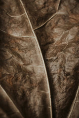 Earthen Veins by Valeriia Miller