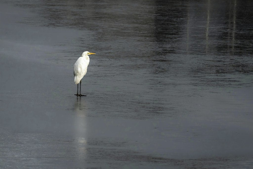 Gundula Vogel - A great white egret stands gracefully on a frozen lake, showcasing serene winter beauty.