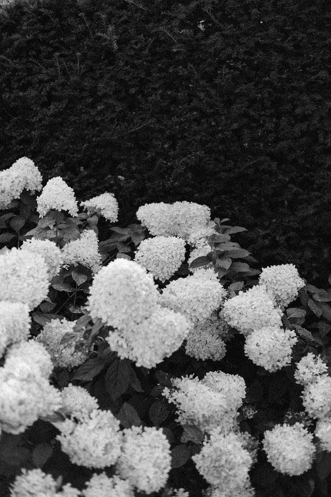 Quiet Hydrangeas by Annie Spratt