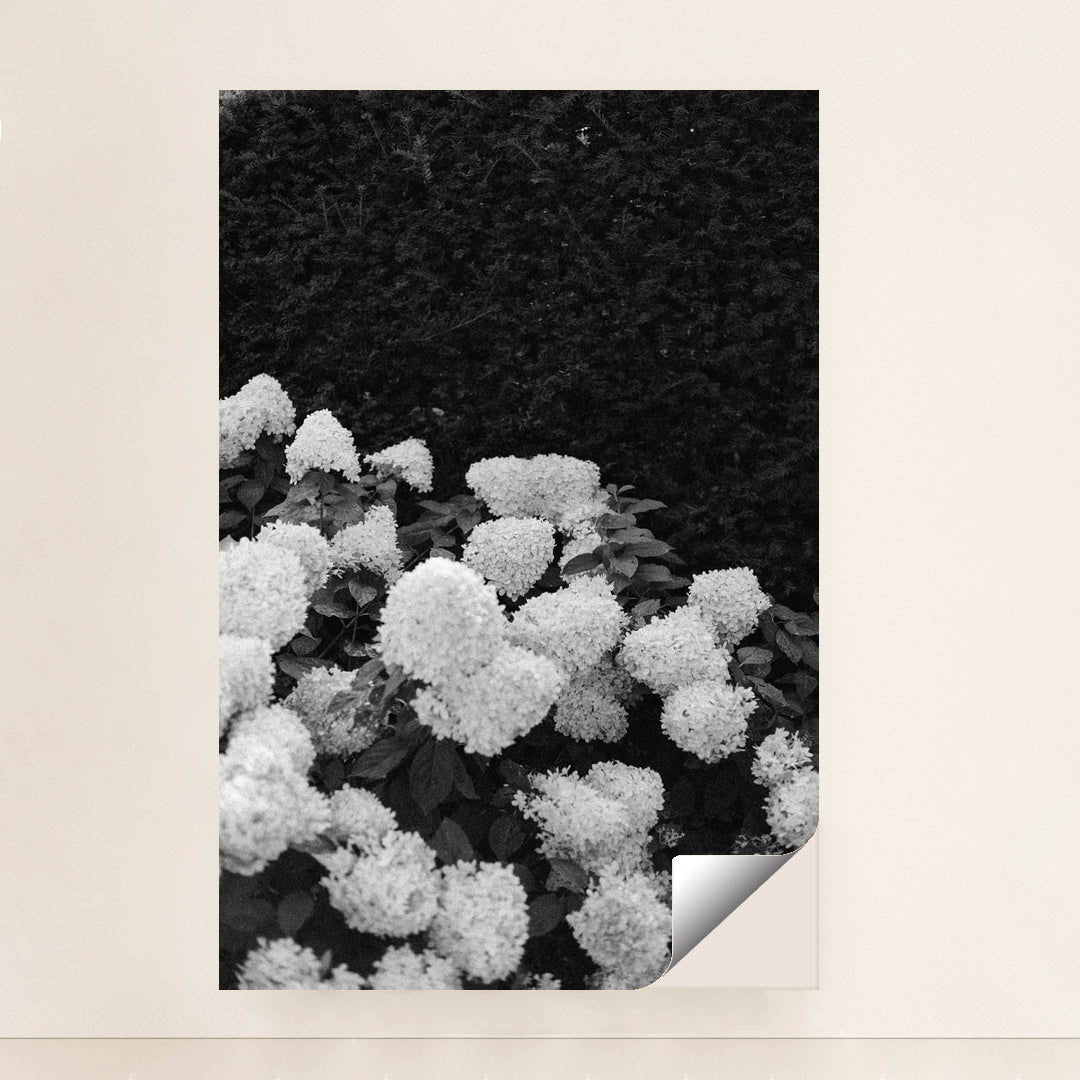 Quiet Hydrangeas by Annie Spratt - Peeliez