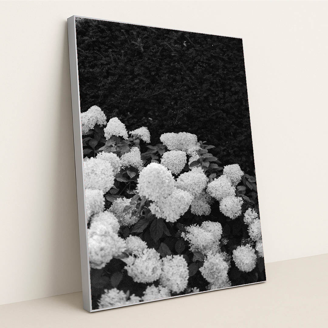 Quiet Hydrangeas by Annie Spratt - Silver Frame Stretchiez