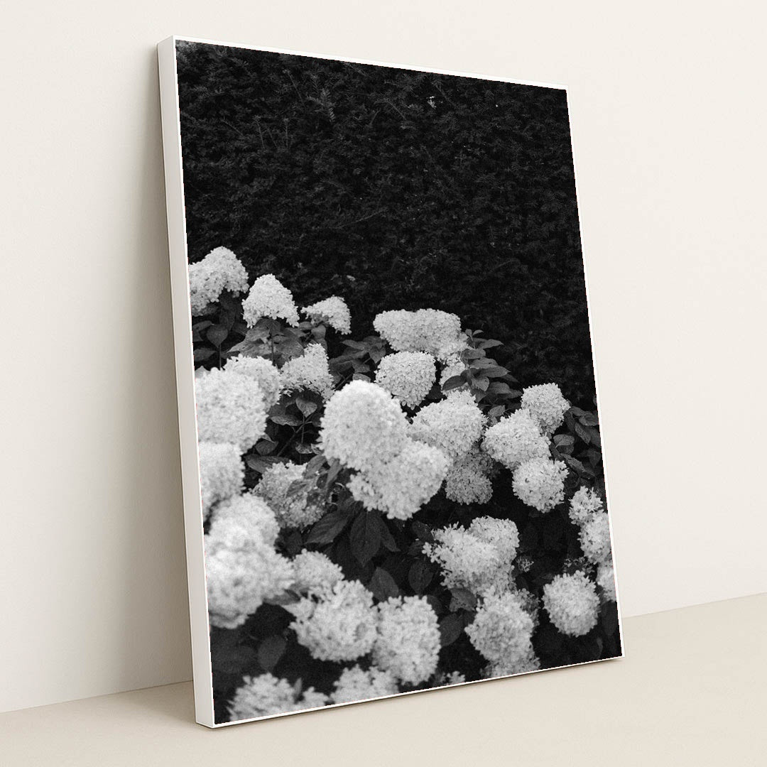 Quiet Hydrangeas by Annie Spratt - White Frame Stretchiez
