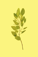 Allec Gomes - A fresh sprig of eucalyptus leaves isolated on a vibrant yellow background, emphasizing nature's simplicity.