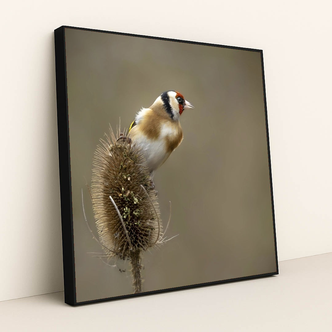 Vibrant European Goldfinch in Nature by Mark A Jenkins - Black Frame Stretchiez